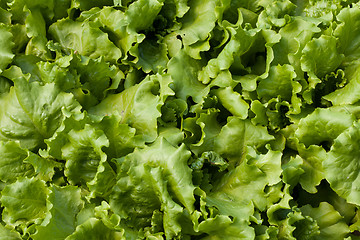 Image showing Lettuce (Lactuca sativa)