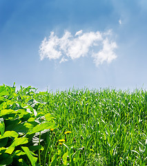 Image showing green grass close up and blue sky