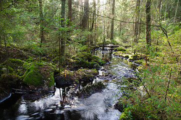 Image showing Old-growth forest with a streaming creek
