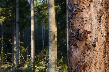 Image showing Tree trunk damaged of insects