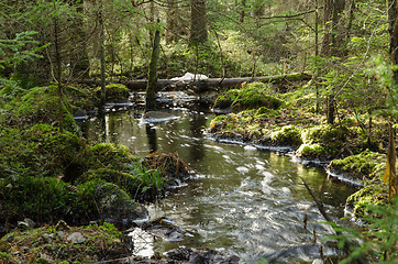 Image showing Streaming creek in a mossy forest