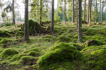 Image showing Bright and mossy coniferous forest