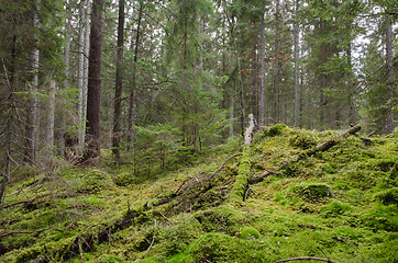 Image showing Mossy and untouched forest wilderness