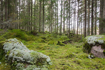 Image showing Green and mossy coniferous forest