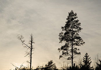 Image showing Pine tree silhouettes