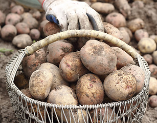 Image showing Potato harvest