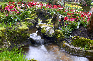 Image showing Colorful Tulips flowers in Keukenhof Holland