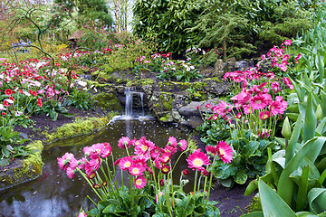 Image showing Colorful Tulips flowers in Keukenhof Holland