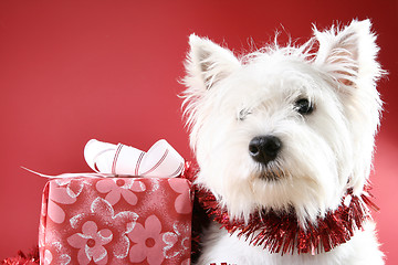 Image showing White puppy