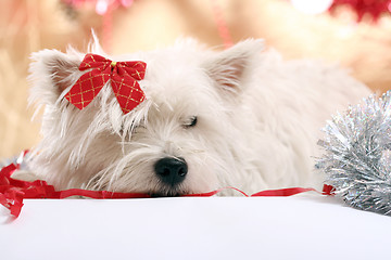 Image showing Westie