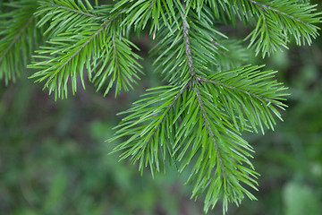 Image showing Evergreens