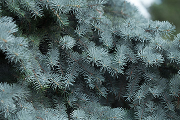 Image showing Evergreens