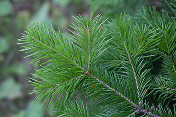 Image showing Evergreens