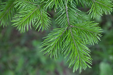 Image showing Evergreens