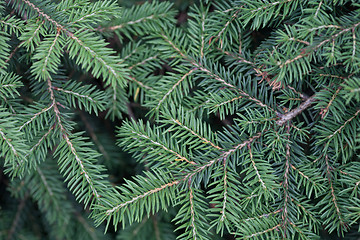 Image showing Evergreens