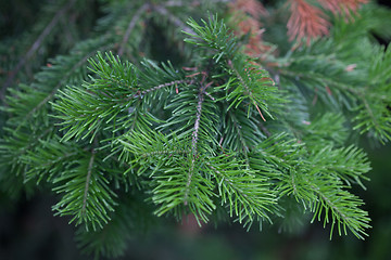 Image showing Evergreens