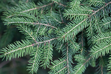 Image showing Evergreens