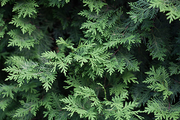 Image showing Evergreens