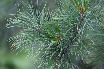 Image showing Evergreens