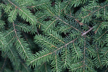 Image showing Evergreens