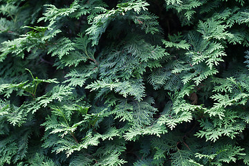 Image showing Evergreens