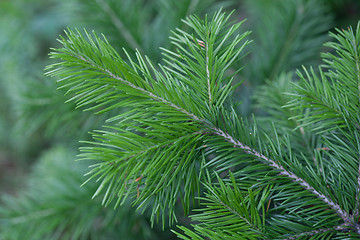 Image showing Evergreens