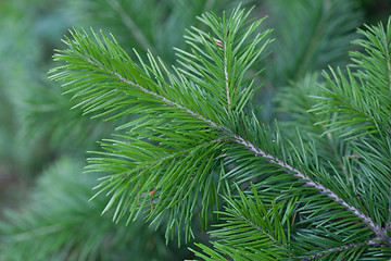 Image showing Evergreens