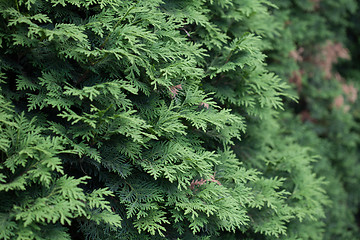 Image showing Evergreens