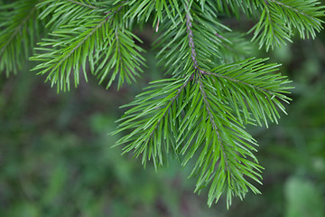 Image showing Evergreens