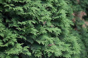 Image showing Evergreens