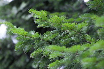 Image showing Evergreens