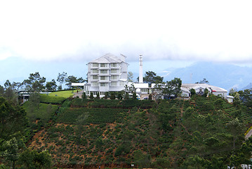 Image showing White tea factory