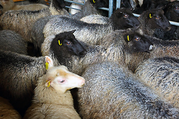 Image showing sheep inside shearing shed on farm 