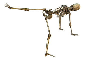 Image showing Human Skeleton