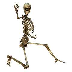 Image showing Human Skeleton