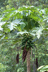 Image showing Papaya tree