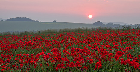 Image showing Poppies at Sunset