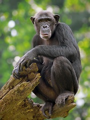 Image showing Common Chimpanzee