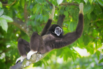 Image showing Gibbon Monkey