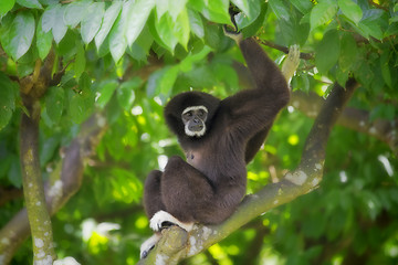 Image showing Gibbon Monkey