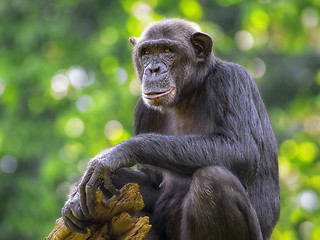 Image showing Common Chimpanzee