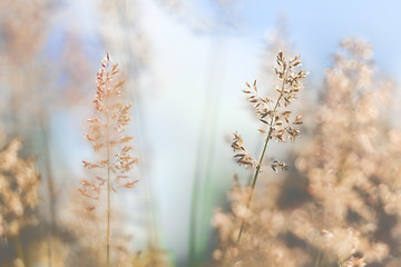 Image showing Red Straw