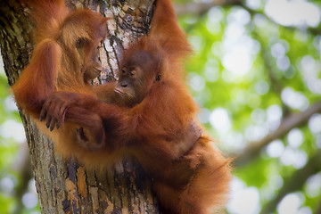 Image showing Borneo Orangutans