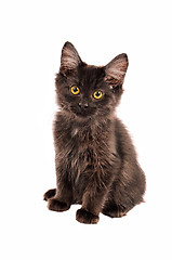 Image showing Fluffy Black Kitten