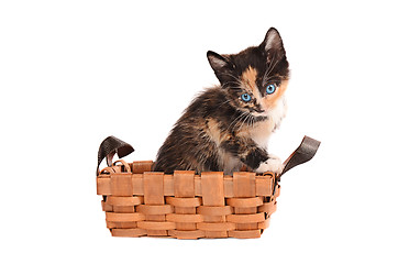 Image showing Calico Kitten in a Basket