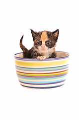 Image showing Calico Kitten in a Bowl