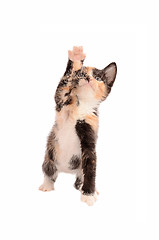 Image showing Calico Kitten Reaching Up