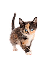 Image showing Calico Kitten Standing