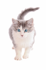 Image showing White and Grey Kitten