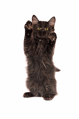 Image showing Fluffy Black Kitten Standing